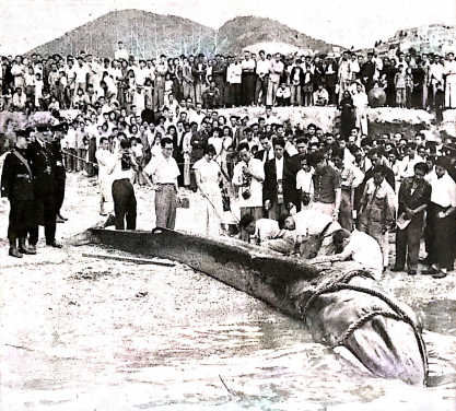 Image 12: Using a high tide the next day, the whale was beached in front of the Government Fisheries Division’s Headquarters in Aberdeen where it was measured and dissected by HKU scientists.
(Photo credit: Spectrum, No. 4, May 1955)